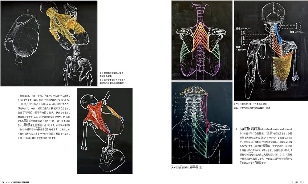 ドーロの美術解剖学講義録 | サンドロ・ドーロ, アンドレアス