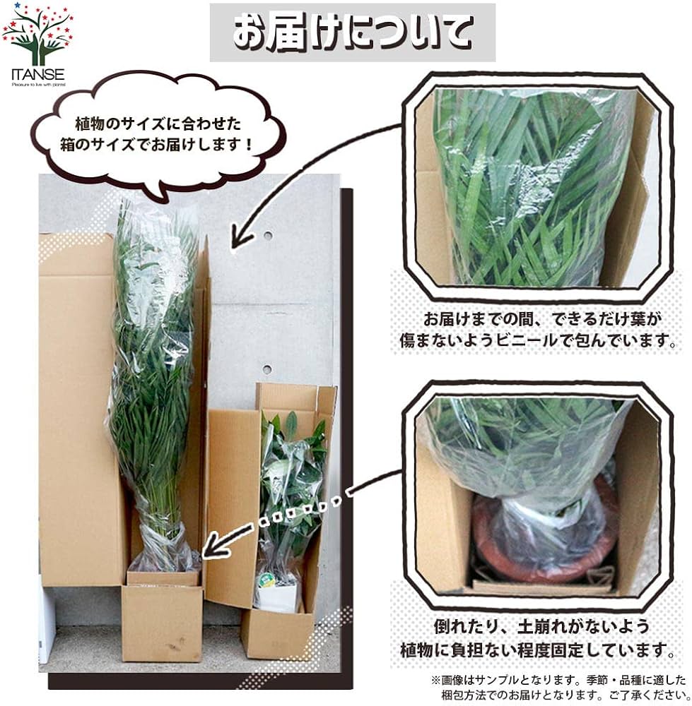 Amazon｜ビスマルキア・ノビリス シルバー7号【品種で選べる観葉植物