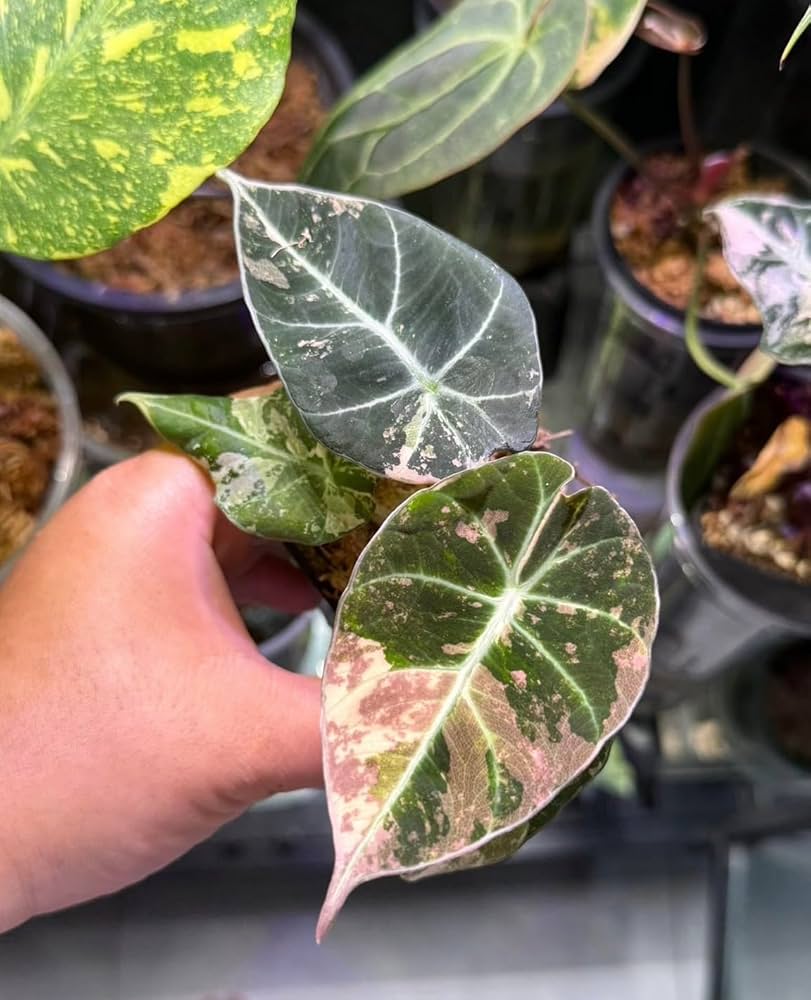 アロカシア アズラニー 斑入り 芋 限定2個 芋】 アロカシア ブラック