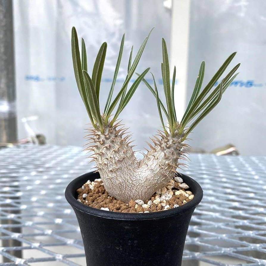 Amazon.co.jp: パキポディウム グラキリス 実生 2頭 塊根幅約5cm 抜き