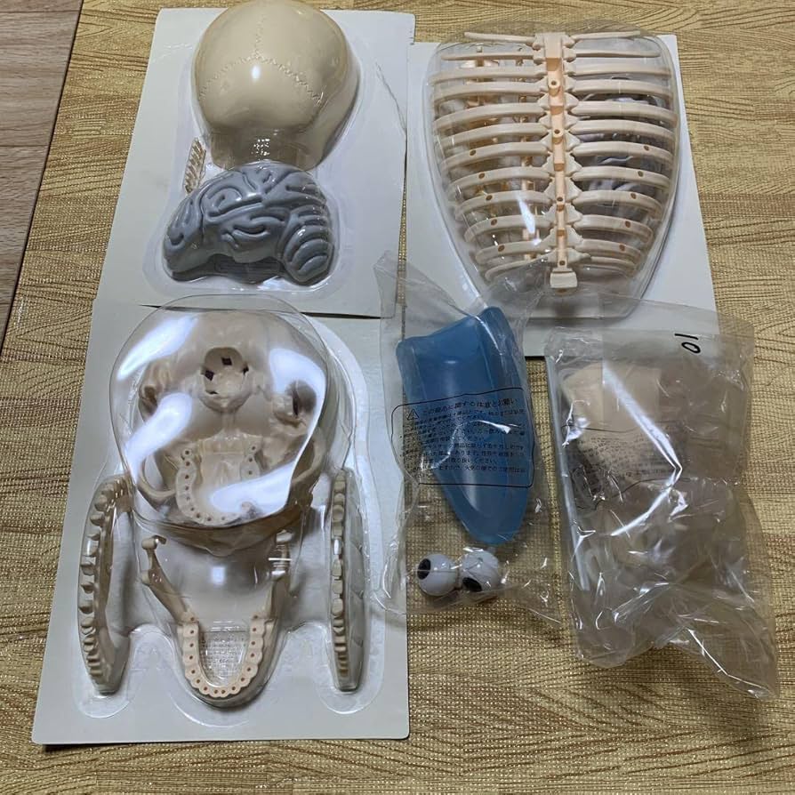 Amazon.co.jp: ディアゴスティーニ人体アーサー君アシェット