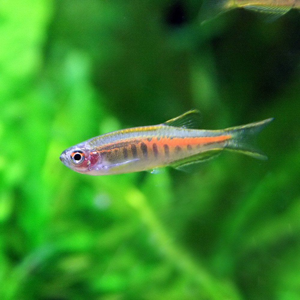 Amazon | (熱帯魚)オレンジグリッターダニオ （約2cm）＜1匹＞[生体