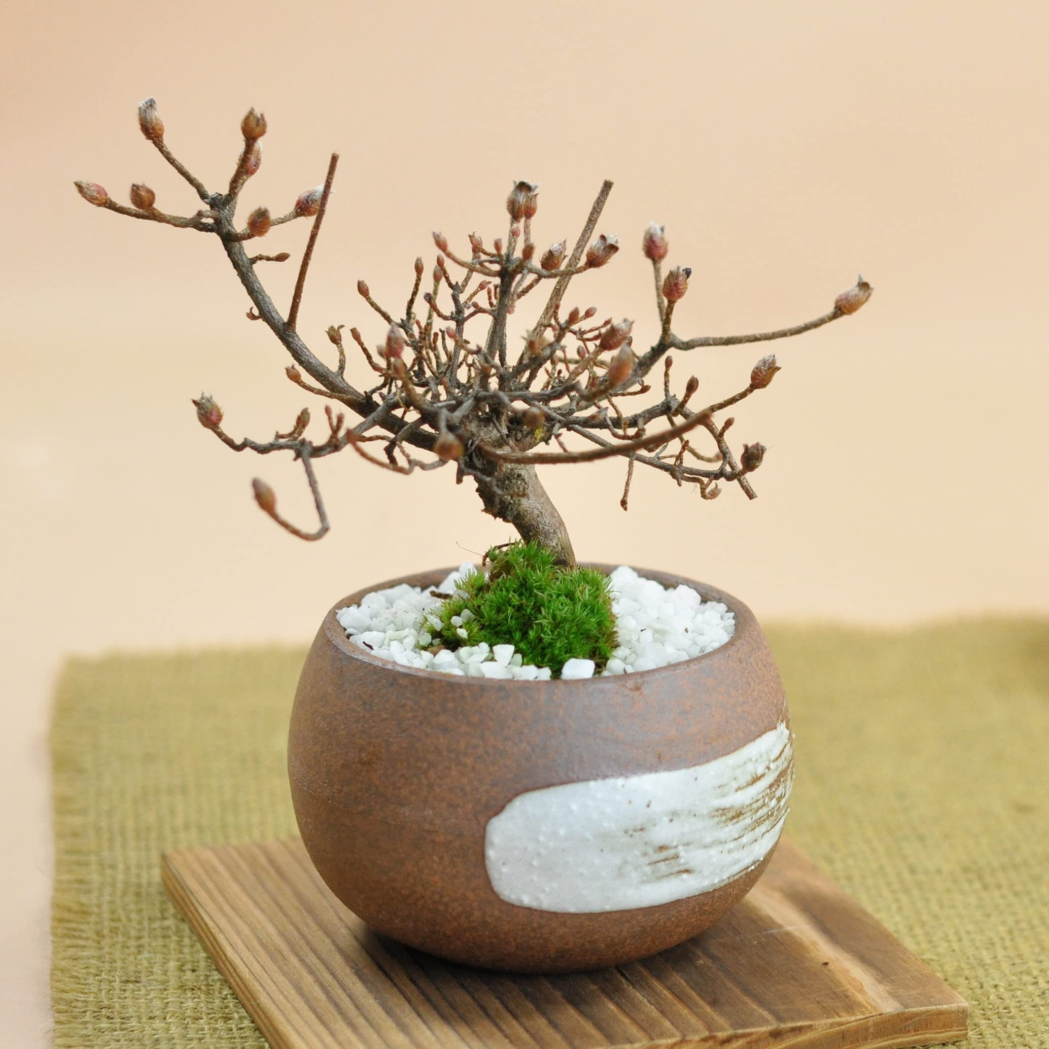 Amazon.co.jp: 盆栽妙 ミニ盆栽 サツキ 深山霧島 本物 花 観葉植物