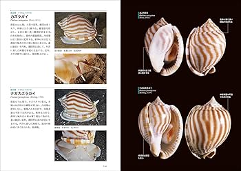 日本の貝: 温帯域・浅海で見られる種の生態写真+貝殻標本 (ネイチャー
