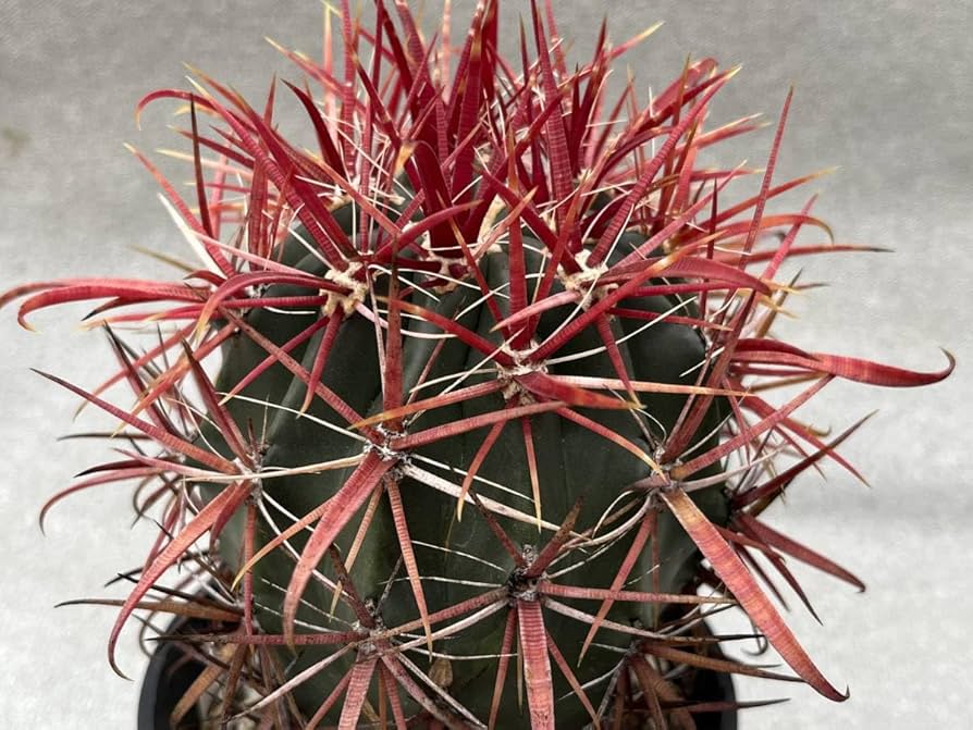 Amazon.co.jp: サボテン 多肉植物 フェロカクタス 赤刺金冠竜 金冠竜