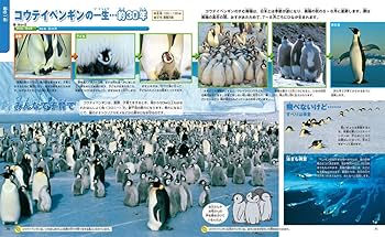 Amazon.co.jp: 一生の図鑑 (ニューワイド学研の図鑑i(アイ)) : 今泉