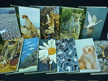 Amazon.co.jp: 動物の大世界百科 アニマル ライフ全20巻+追補索引:21冊