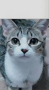 別冊TV Bros. にゃんだらけ特集号 (TOKYO NEWS MOOK) | 東京ニュース