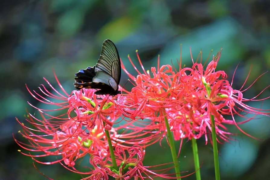 Amazon.com : Rare Hymenocallis littoralis Spider Lily Bulbs