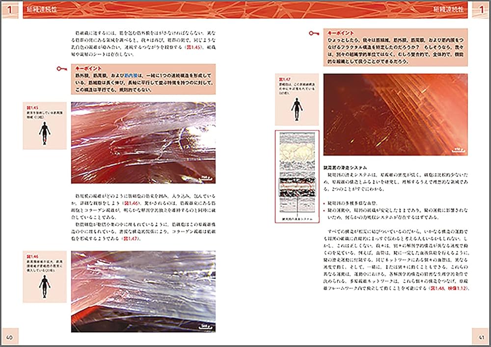 人の生きた筋膜の構造(DVD付き) 内視鏡検査を通して示される細胞外