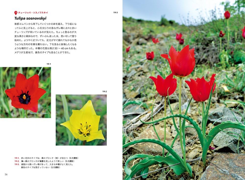 チューリップ—ヨーロッパ・アジア9カ国紀行 (原種の花たち) | 冨山 稔