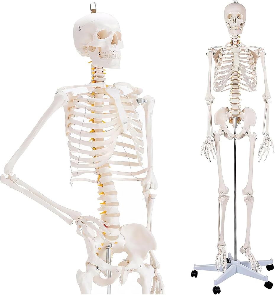 Amazon.co.jp: SUDOO 骨模型 全身 等身大 人体模型 170cm 骨格模型 高