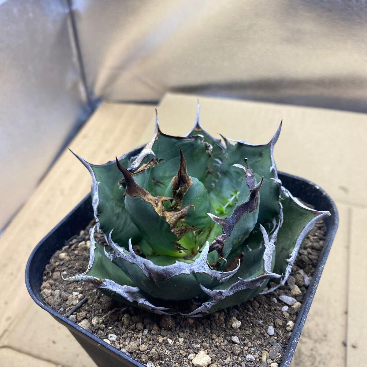 Amazon.co.jp: 種 Agave titanota FO-076 アガベ チタノタ オテロイ FO