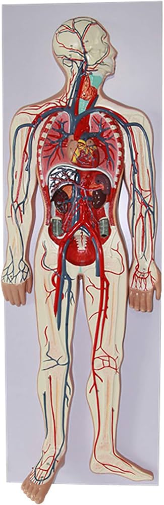 Amazon.co.jp: 自然なサイズ1/2人間の血液循環システムモデルPVC人間の