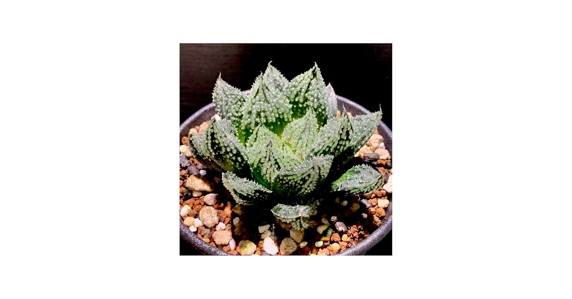 Amazon.co.jp: ハオルチア 闇の森 ハオルシア多肉植物 抜き苗発送