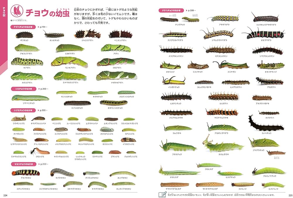 Amazon.com: 昆虫 新版 (学研の図鑑LIVE(ライブ)): 9784052051760