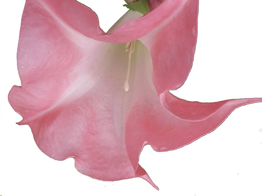 Amazon.com : Butterfly Pink - Brugmansia Hybrid Angels Trumpet