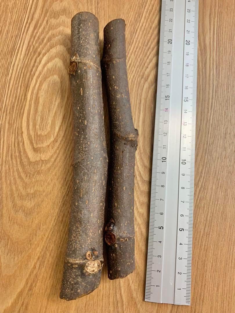 Golden Rainboイチジク穂木2本Golden Rainbow ゴールデンレインボー 穂