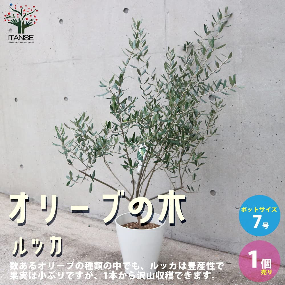 Amazon.co.jp: オリーブの苗木 品種：ルッカ 7号白テーパード鉢【品種