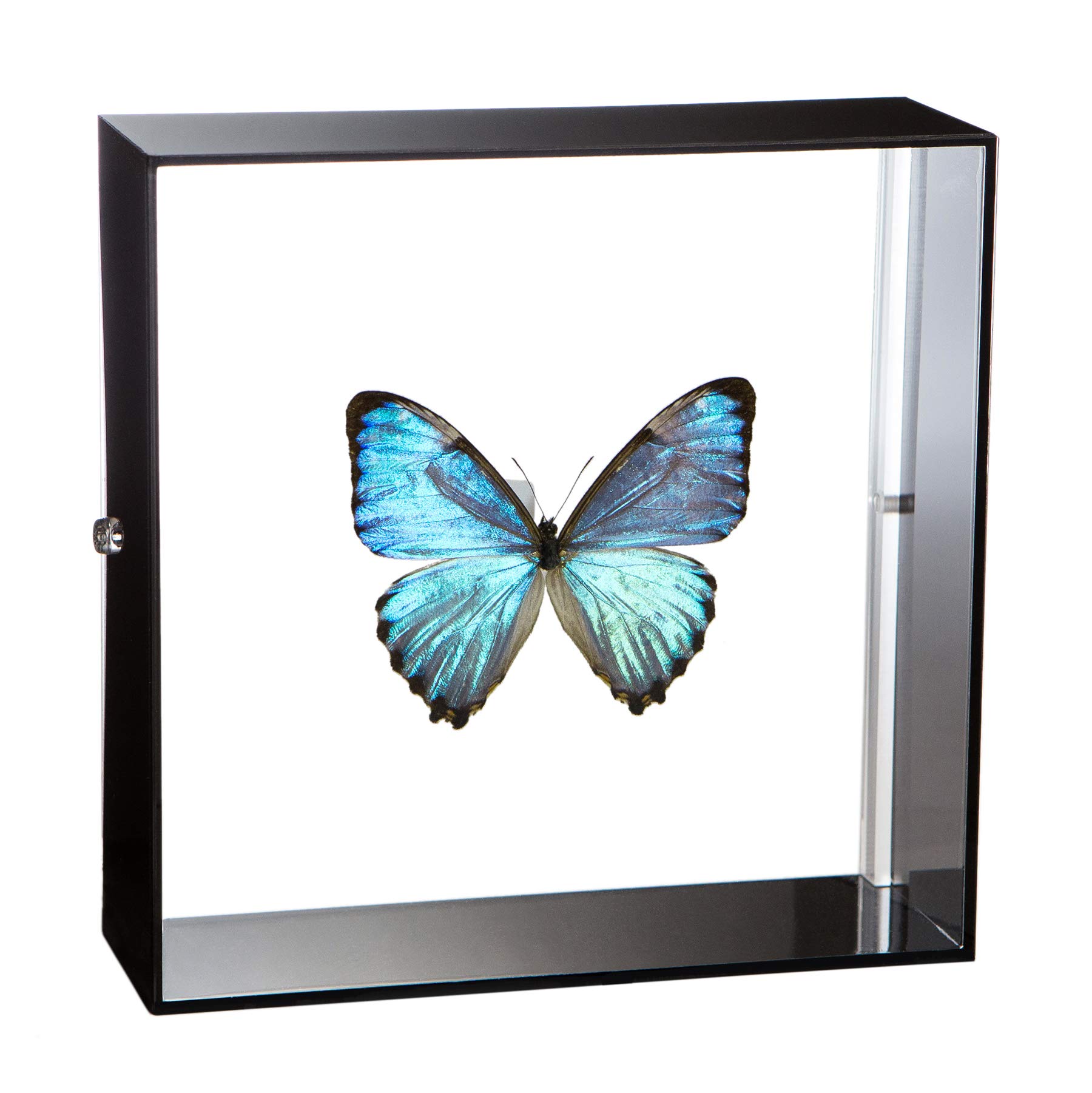 週末セール 蝶の標本 多種類 フレーム付き 【公式通販】