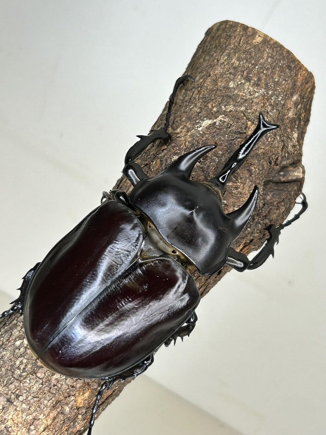 Amazon | レックスゾウカブト 成虫 オス 単品 別名 アクティオン