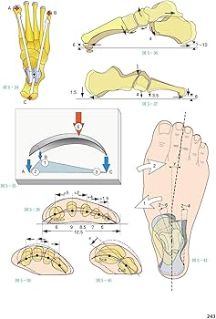 カパンジー機能解剖学 全3巻 原著第7版 | A.I.Kapandji, 塩田 悦仁 |本