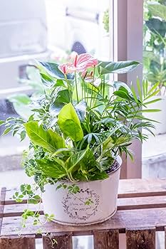 Amazon｜かわいいブリキポットに寄せ植えされた観葉植物の寄せ植え