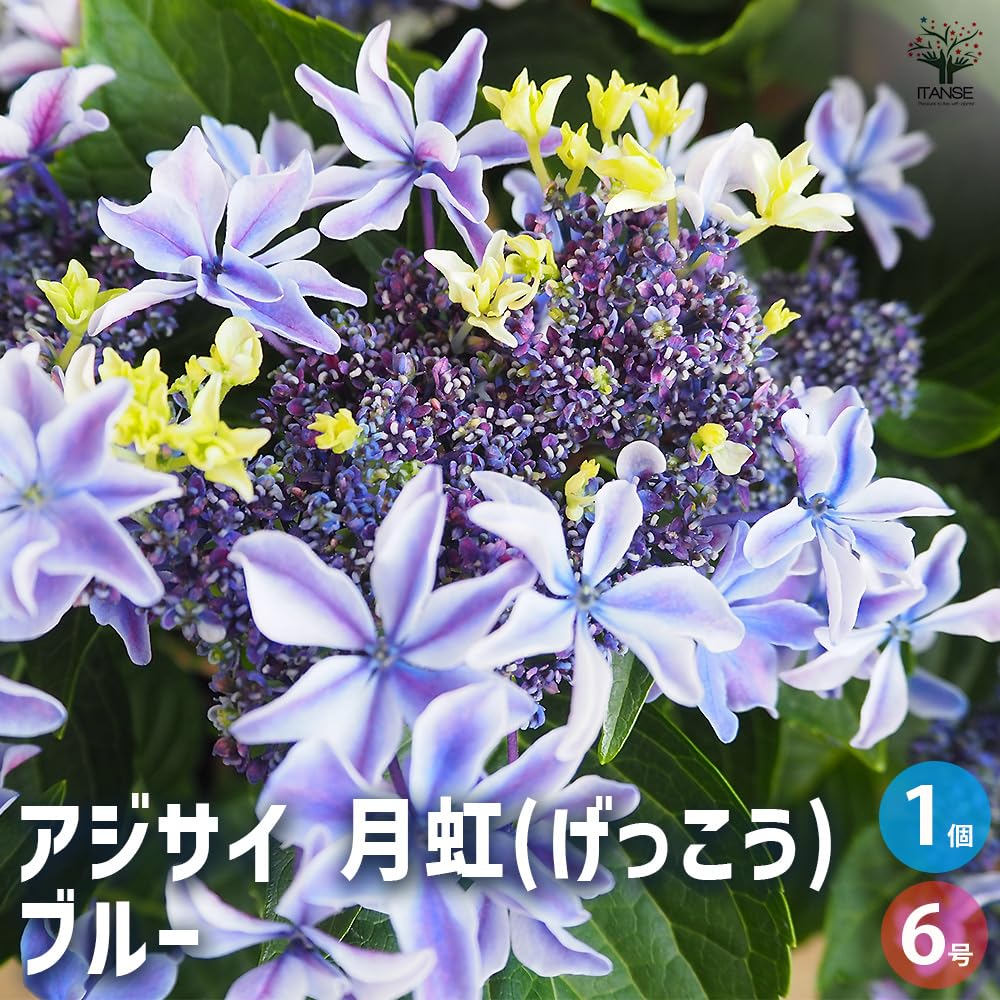 Amazon.co.jp: ITANSE: アジサイ・ハイドランジア