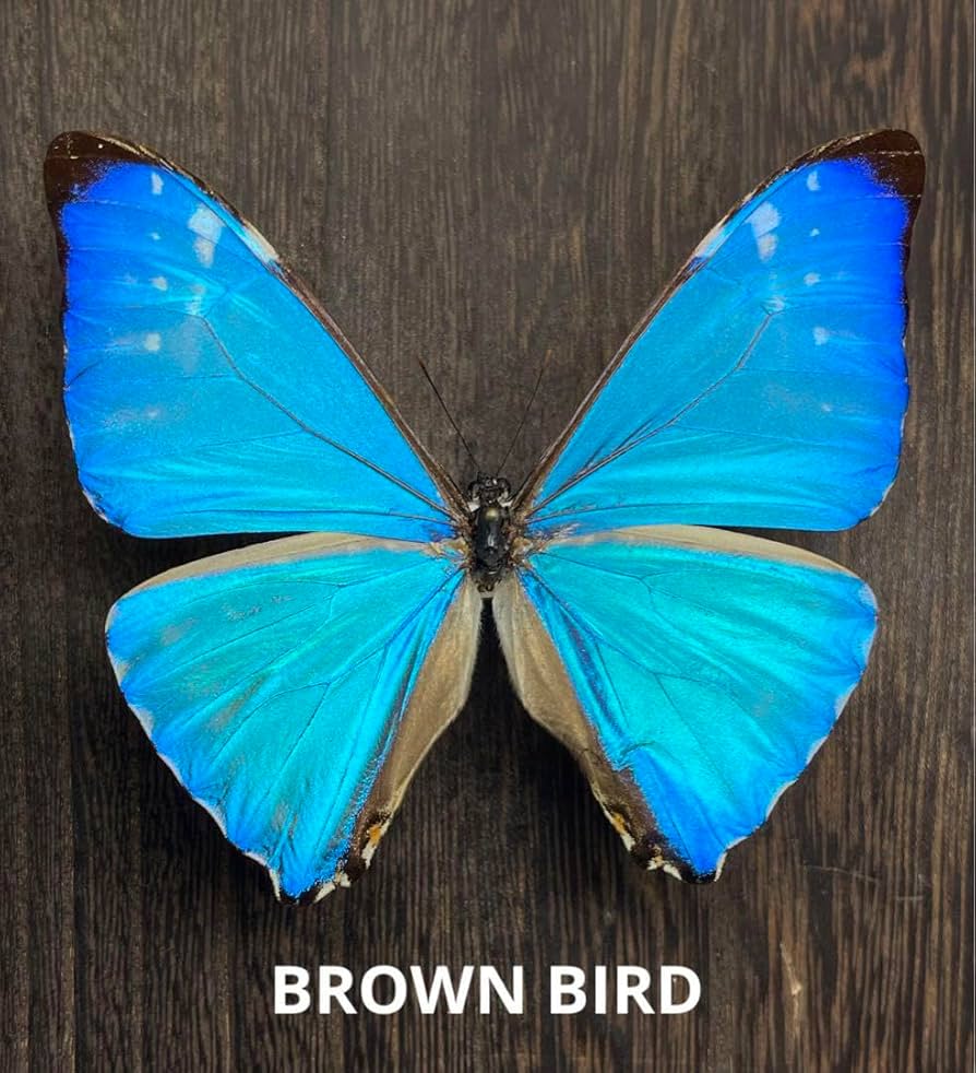 Amazon.co.jp: ゼフィリティスモルフォ 蝶標本 昆虫 インテリア : おもちゃ