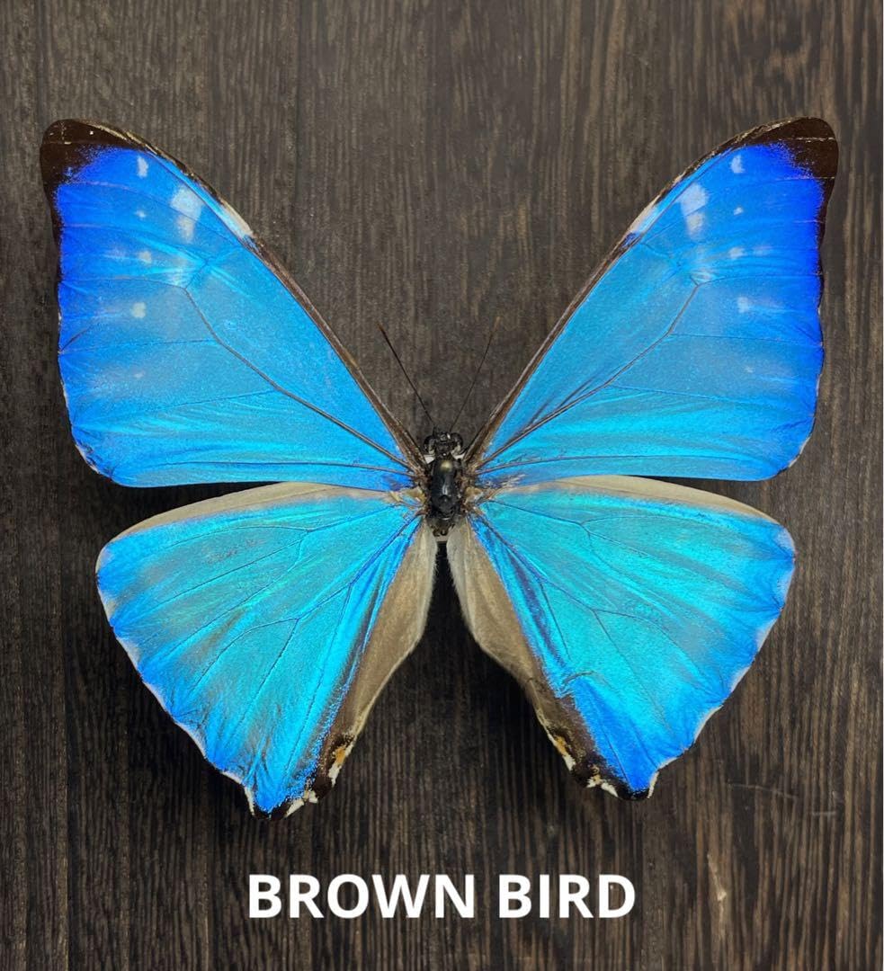 Amazon.co.jp: ゼフィリティスモルフォ 蝶標本 昆虫 インテリア : おもちゃ