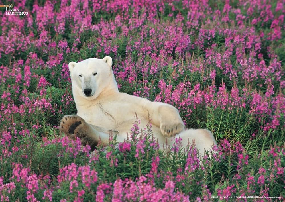 世界の動物遺産 世界編・日本編 | 岩合 光昭 |本 | 通販 | Amazon