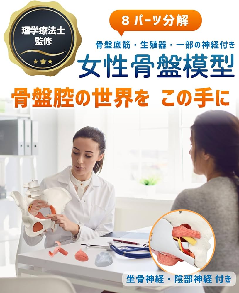 Amazon.co.jp: KIYOMARU 骨盤底筋付き女性骨盤模型 人体模型 8パーツ