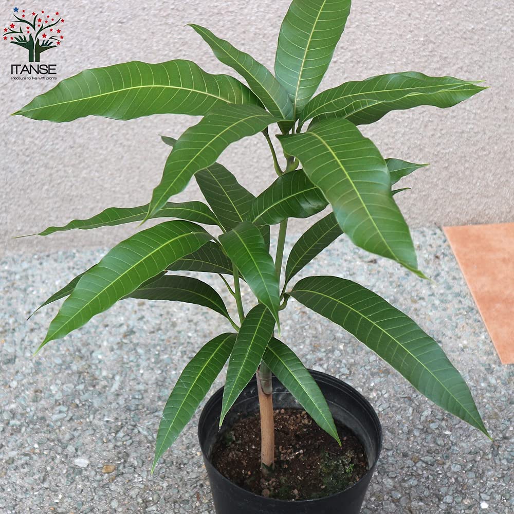 Amazon.co.jp: ITANSE マンゴー 紅金煌 6号 1個売り 果樹苗 2