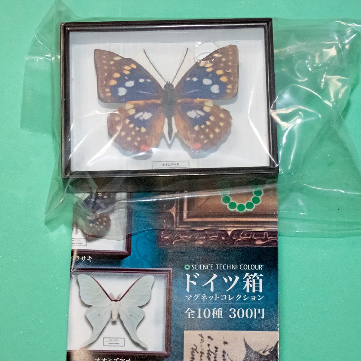 Amazon | 【オオムラサキ】単品 ドイツ箱マグネットコレクション 蝶