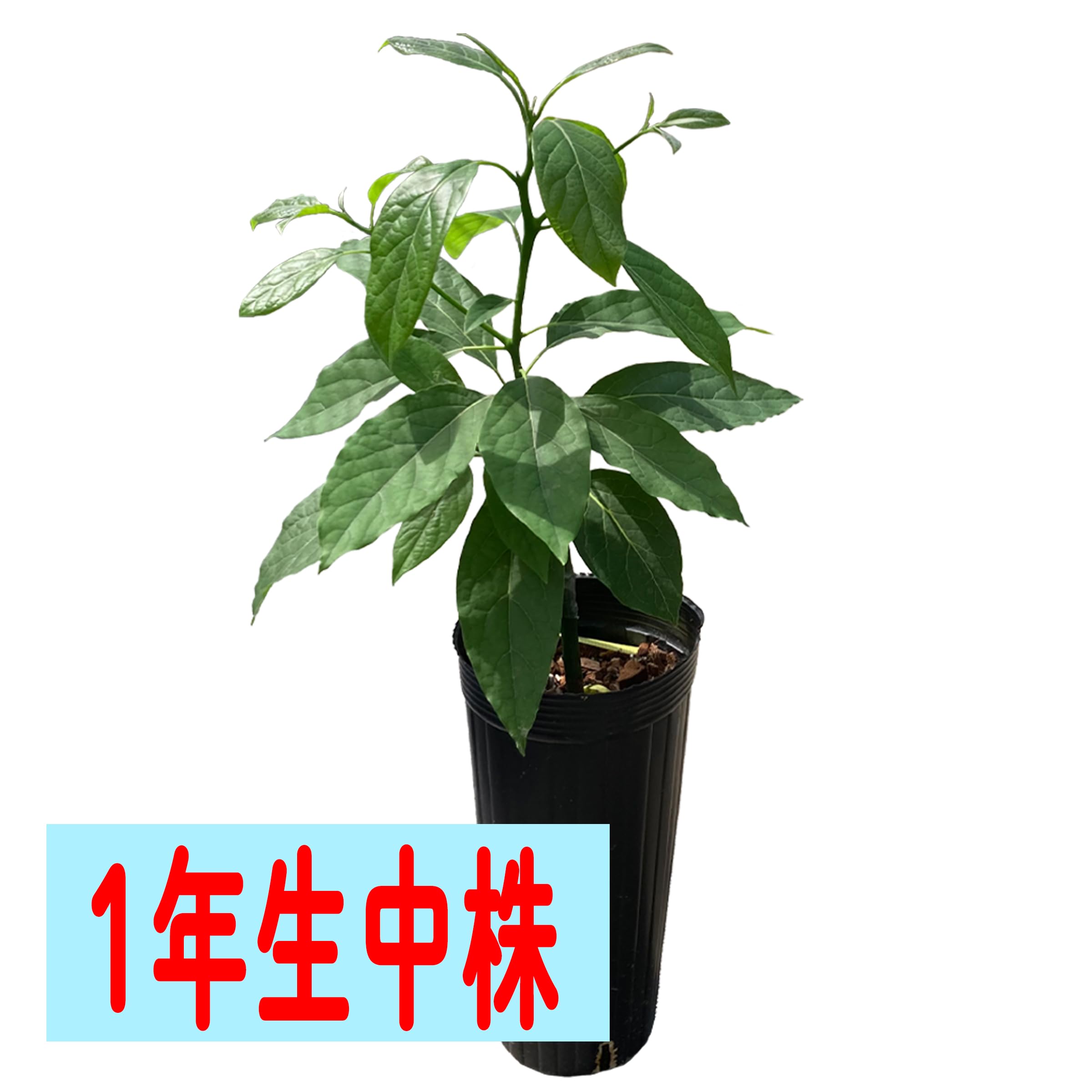 Amazon.co.jp: 【予約受付中】【2026年3月下旬～発送】アボカド 品種