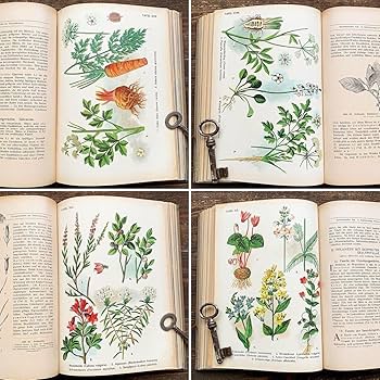 Amazon.co.jp: [難あり]ドイツの古い植物図鑑(DIE BLUTENPFLANZEN 1921