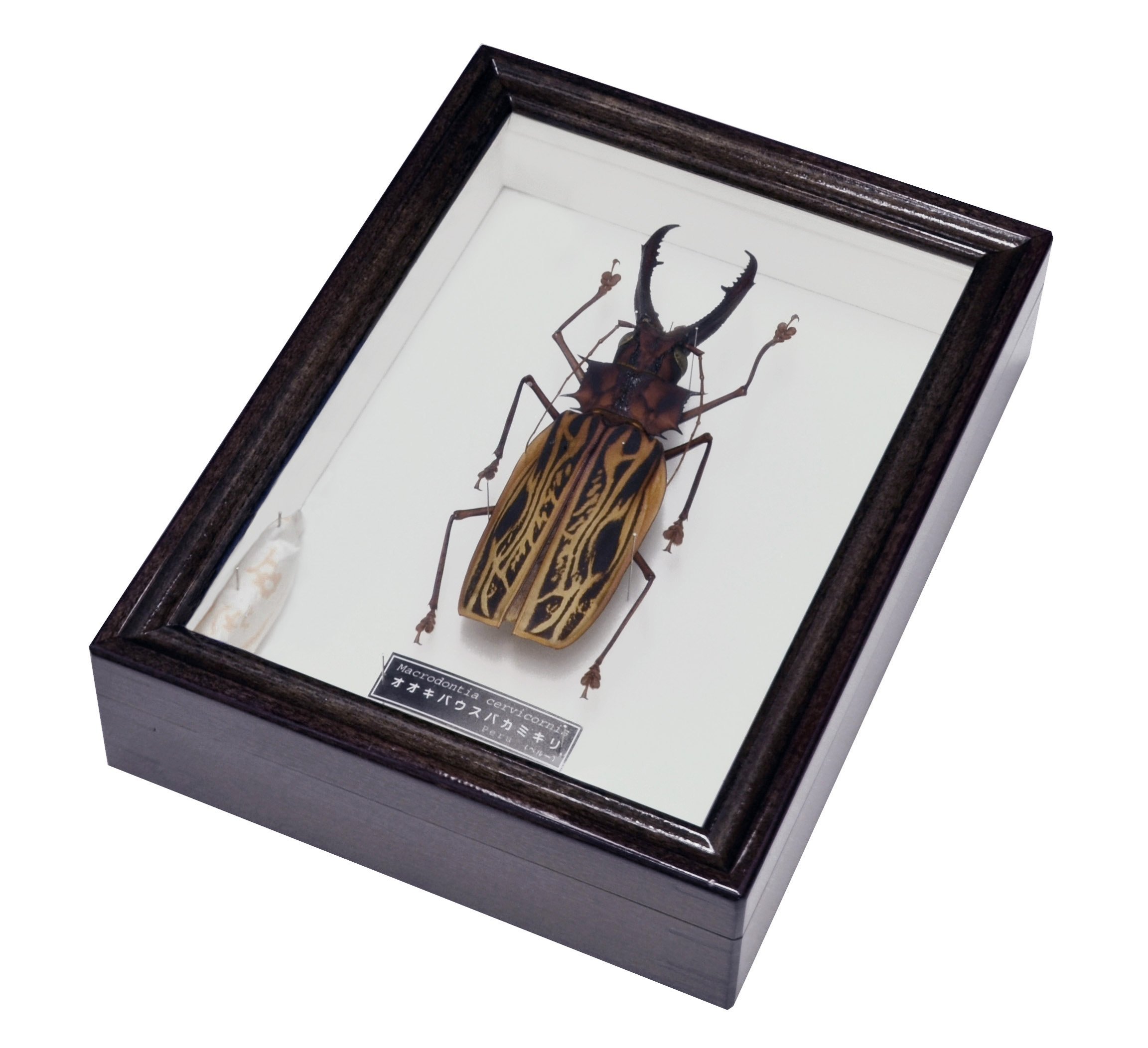 Amazon | 世界で最も大きい顎を持つカミキリムシ 名和昆虫博物館 企画