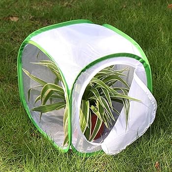 Amazon | 虫籠(緑辺 ホワイト網30*30*30)昆虫飼育箱 植物ケージ 標本箱