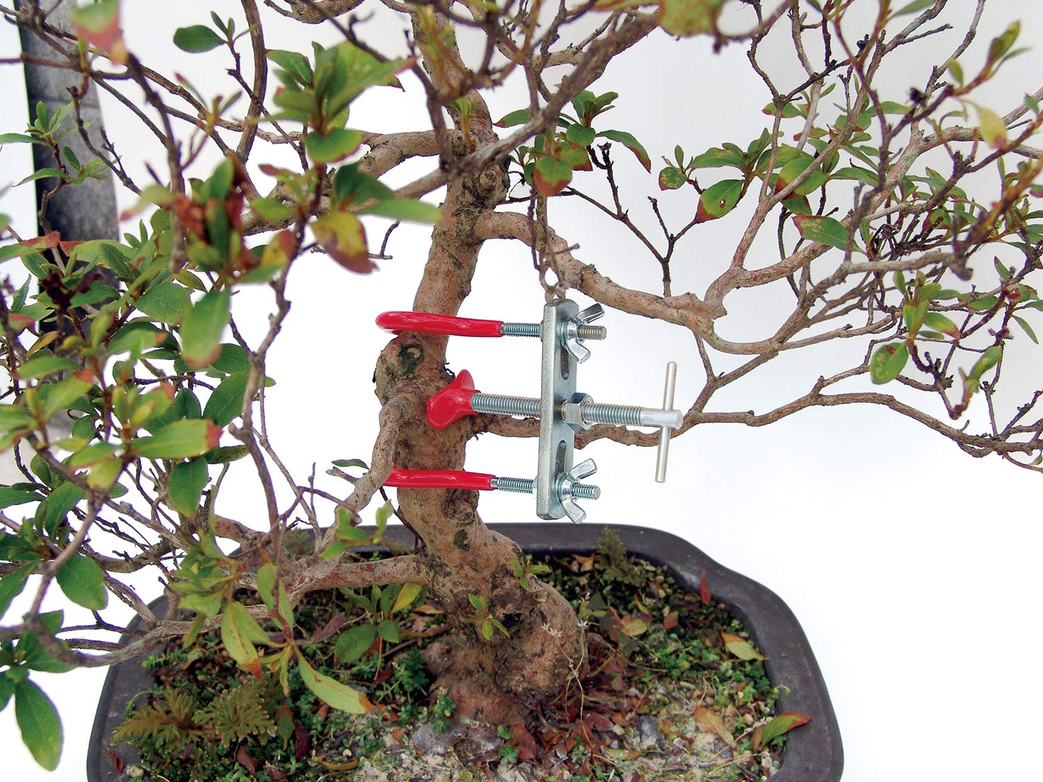 Amazon.co.jp: 千吉 金 万力 盆栽用中 幅85~115mm : DIY・工具・ガーデン