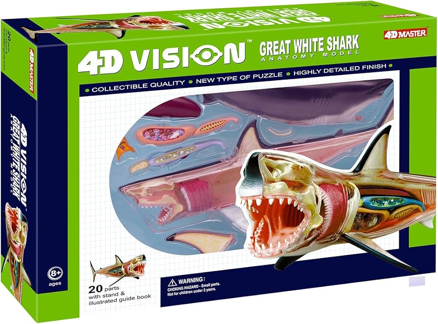 Amazon.com: 4D Vision Great White Shark Anatomy Model : Toys & Games