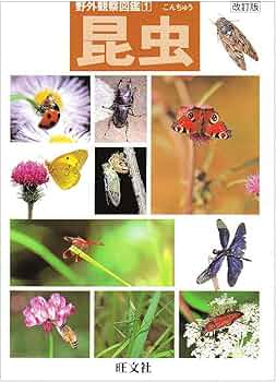 81uDc7n+QlL._AC_UF350,