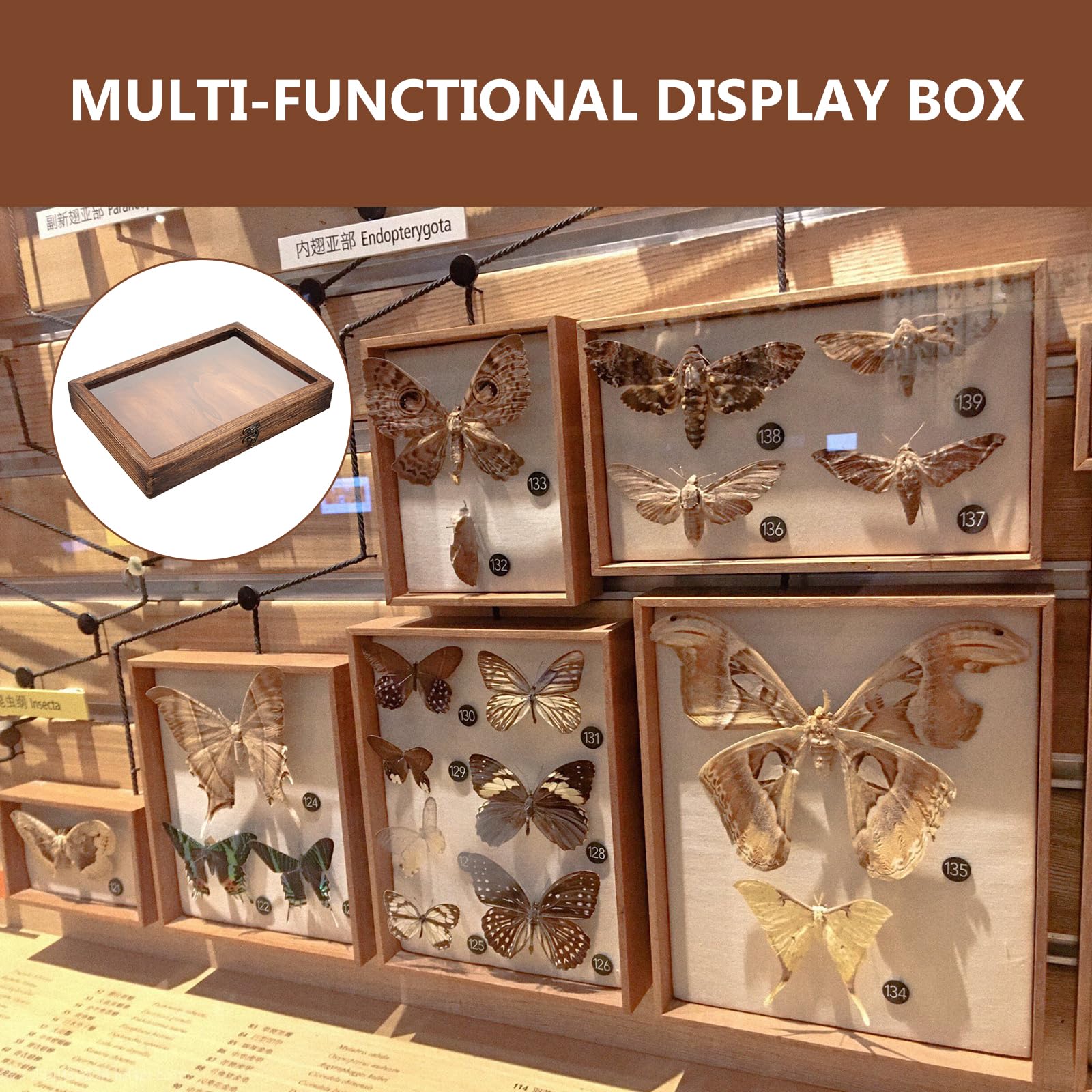 Amazon.co.jp: TOYMYTOY 木製昆虫展示ケース 12×8.7×1.7インチ 透明