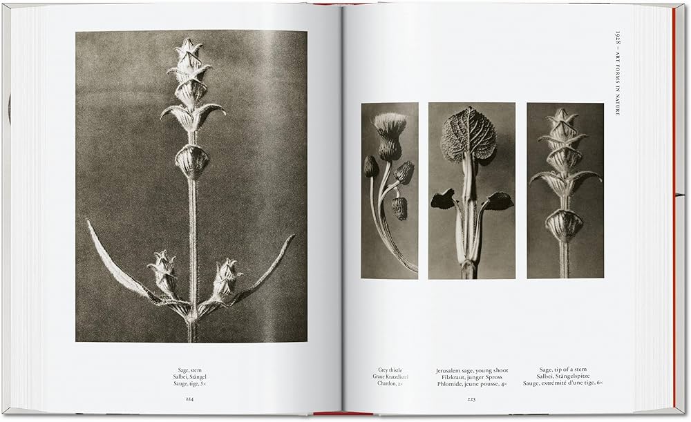 Amazon.com: Karl Blossfeldt. The Complete Published Work. 45th Ed