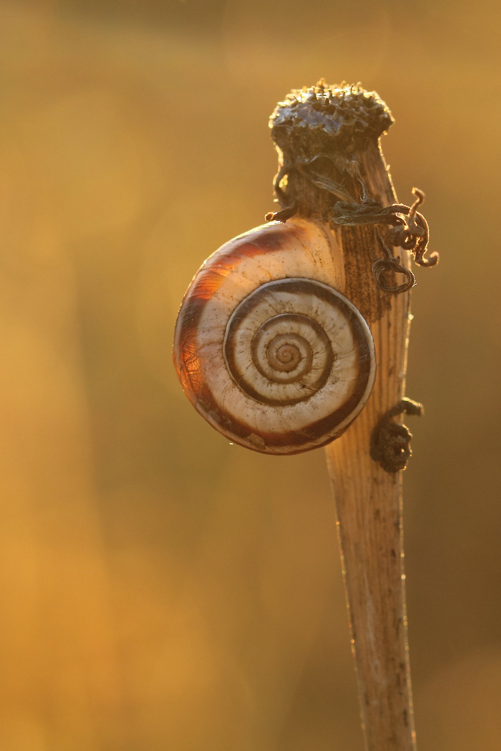 Amazon.co.jp: Tamron SP 90mm F/2.8 Di MACRO 1:1 VC USD : Electronics