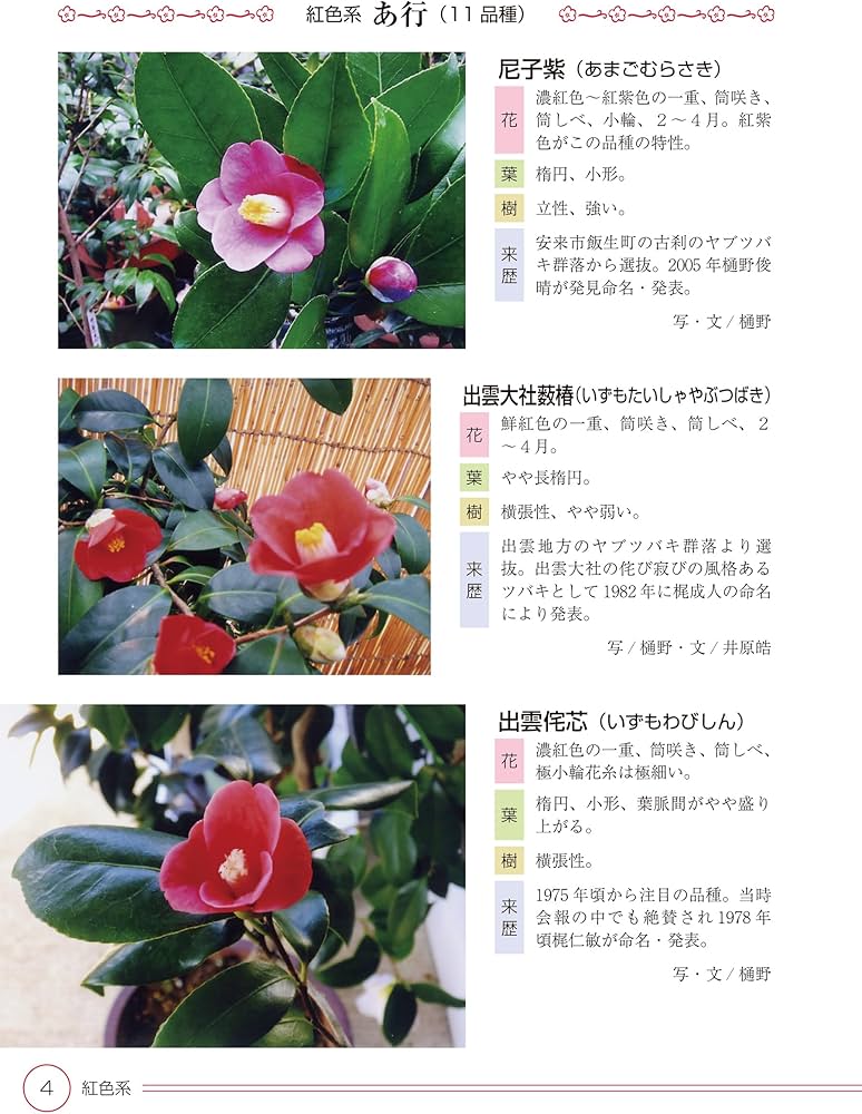 改訂版 ツバキ花図鑑 ふるさと島根の椿 | 樋野俊晴, 山陰カメリアン