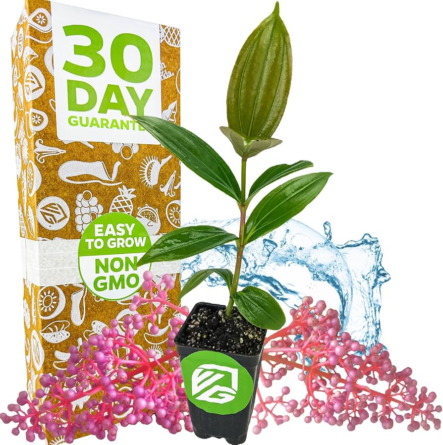 Amazon.com : Malaysian Orchid Live Flowering Plant - Medinilla