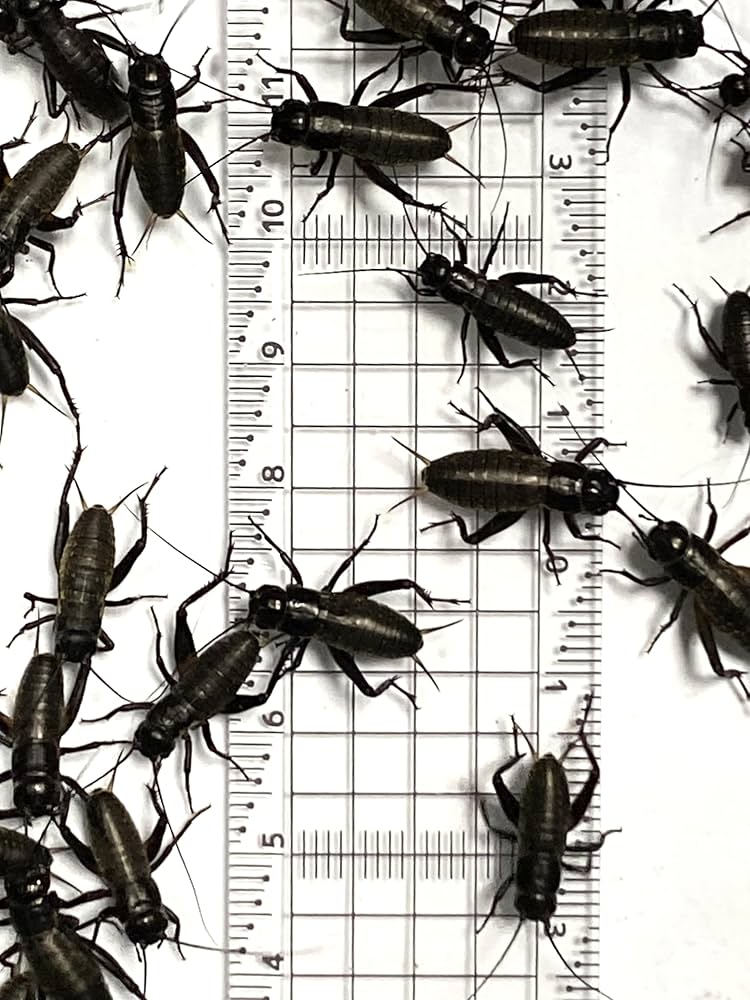 Amazon | クロコオロギ【Mサイズ】約1.2~1.4㎝ 50匹＋死着保証2割