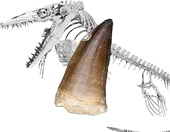 81HpRoUVqtL._AC_UF350,