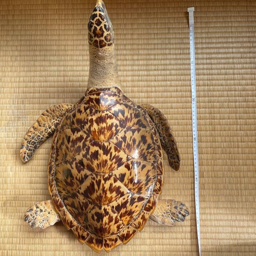 アオウミガメのはく製 ウミガメ 剥製 Yahoo!オークション - 【希少