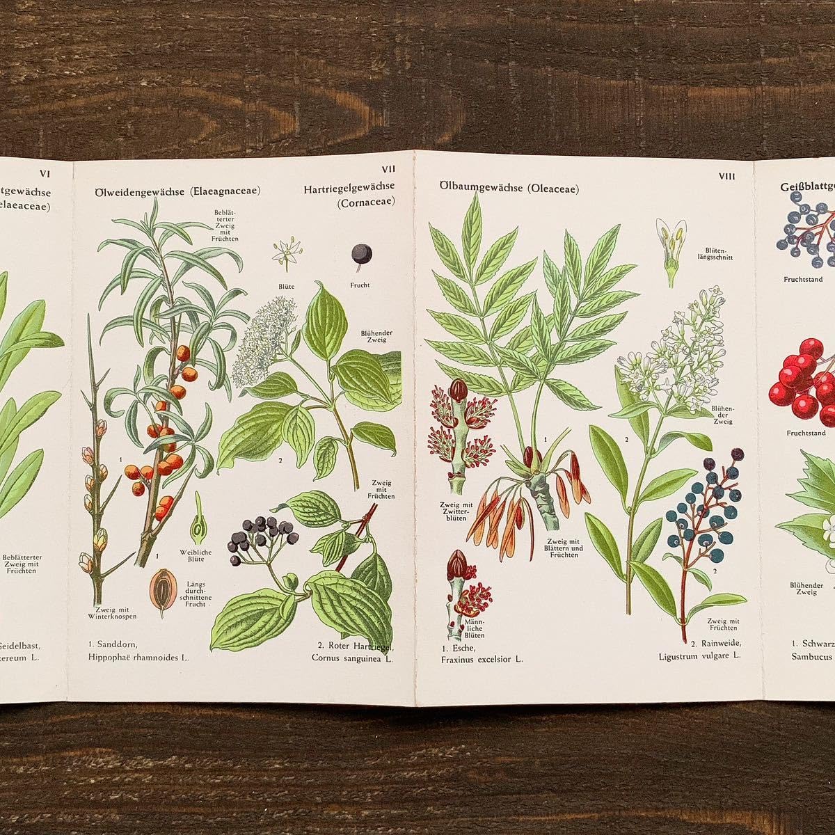 ドイツの植物画集 植物図鑑 ボタニカルアート ドイツの植物画集 植物